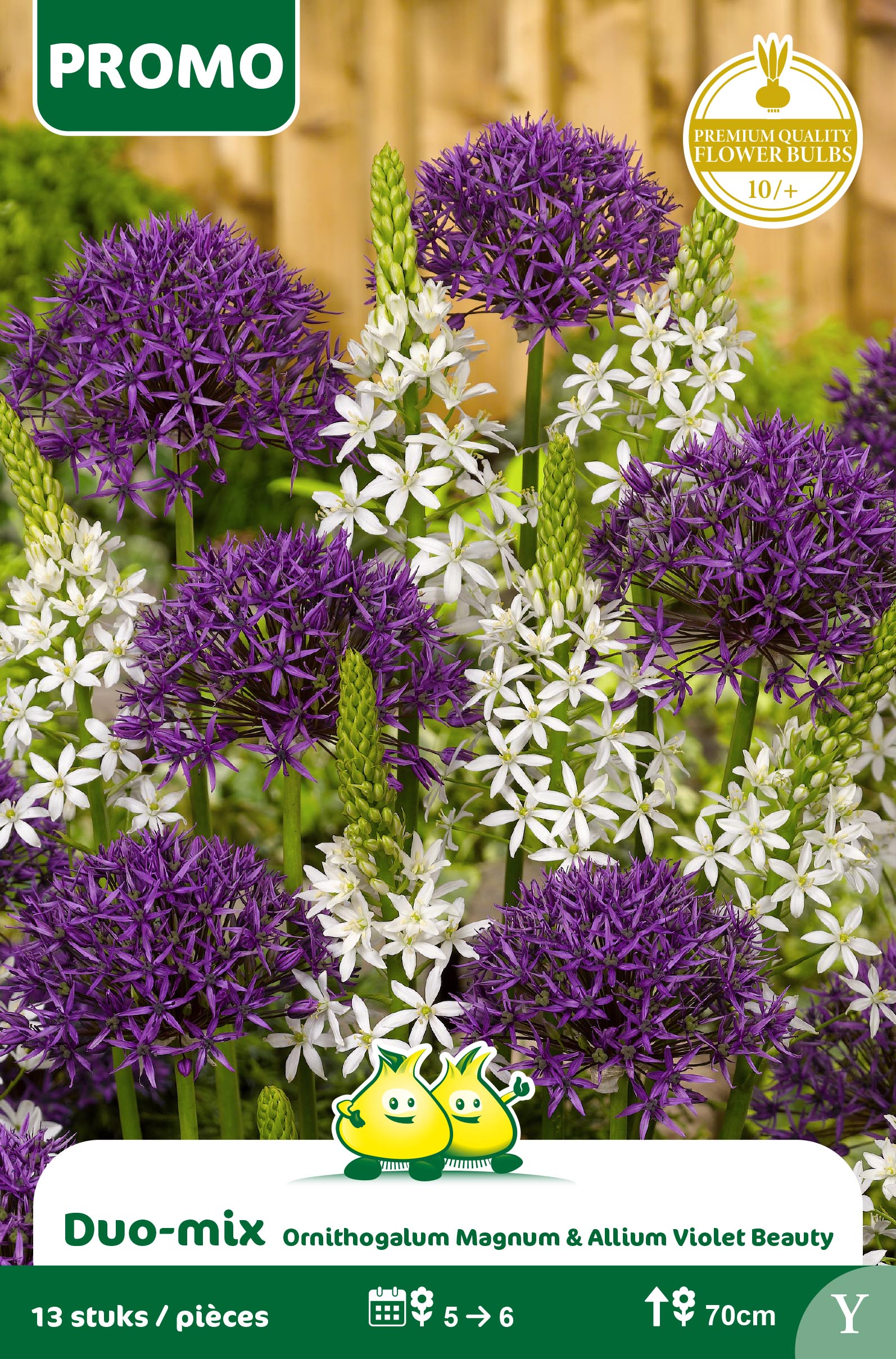 SACHET DUO ALLIUM + ORNITHOGALUM