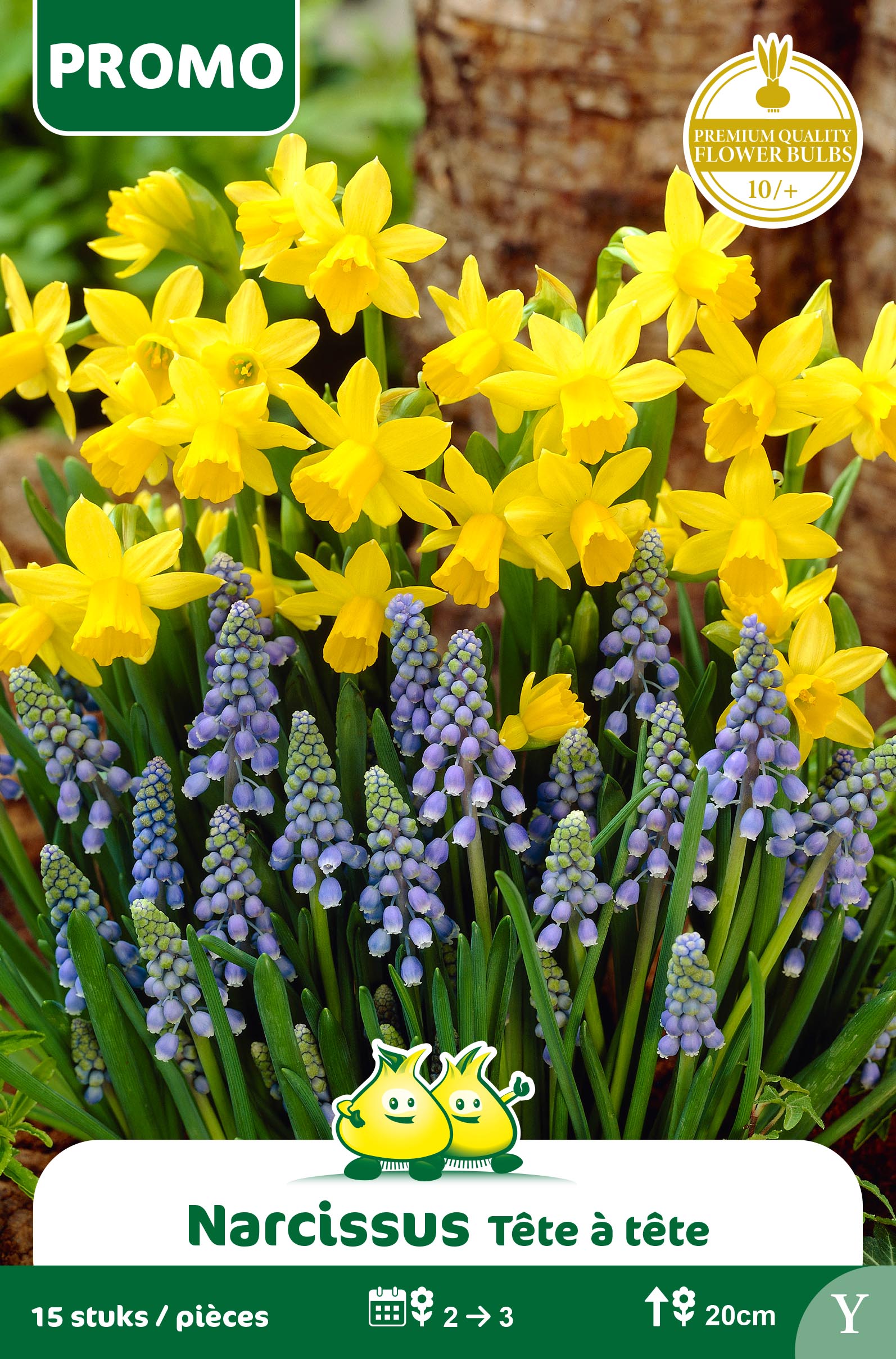 ZAKJES DUO TETE A TETE - MUSCARI