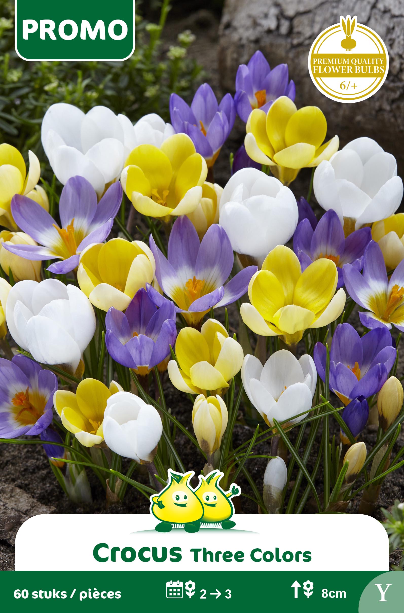 SACHET CROCUS 60 P 3 COULEURS BOTANIQUE