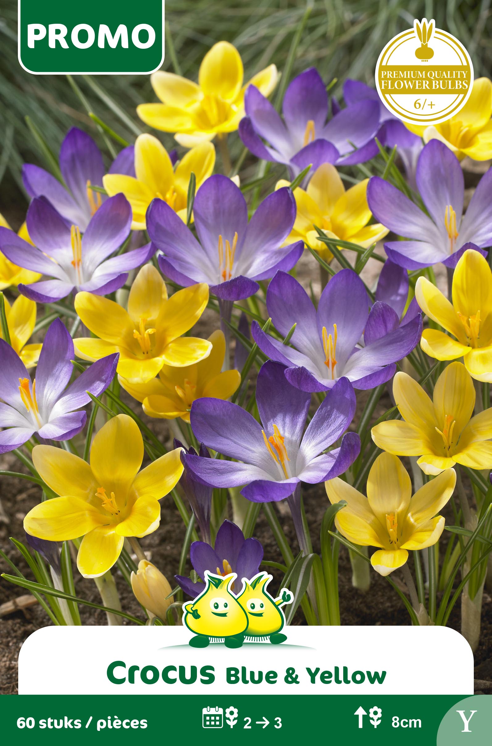 ZAKJES CROCUS 60 ST GEEL - BLAUW BOTANISCH