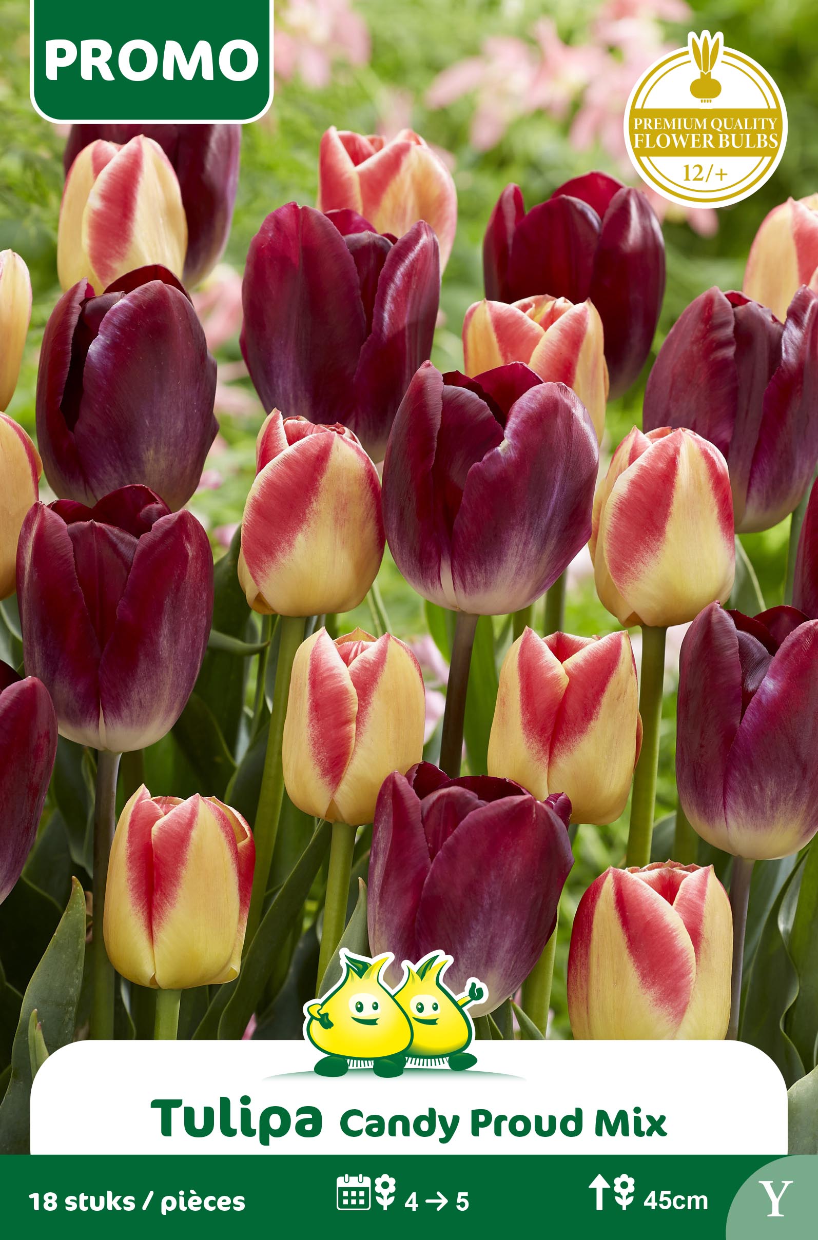 SACHET TULIPE 18 P. CANDY PROUD MIX Y