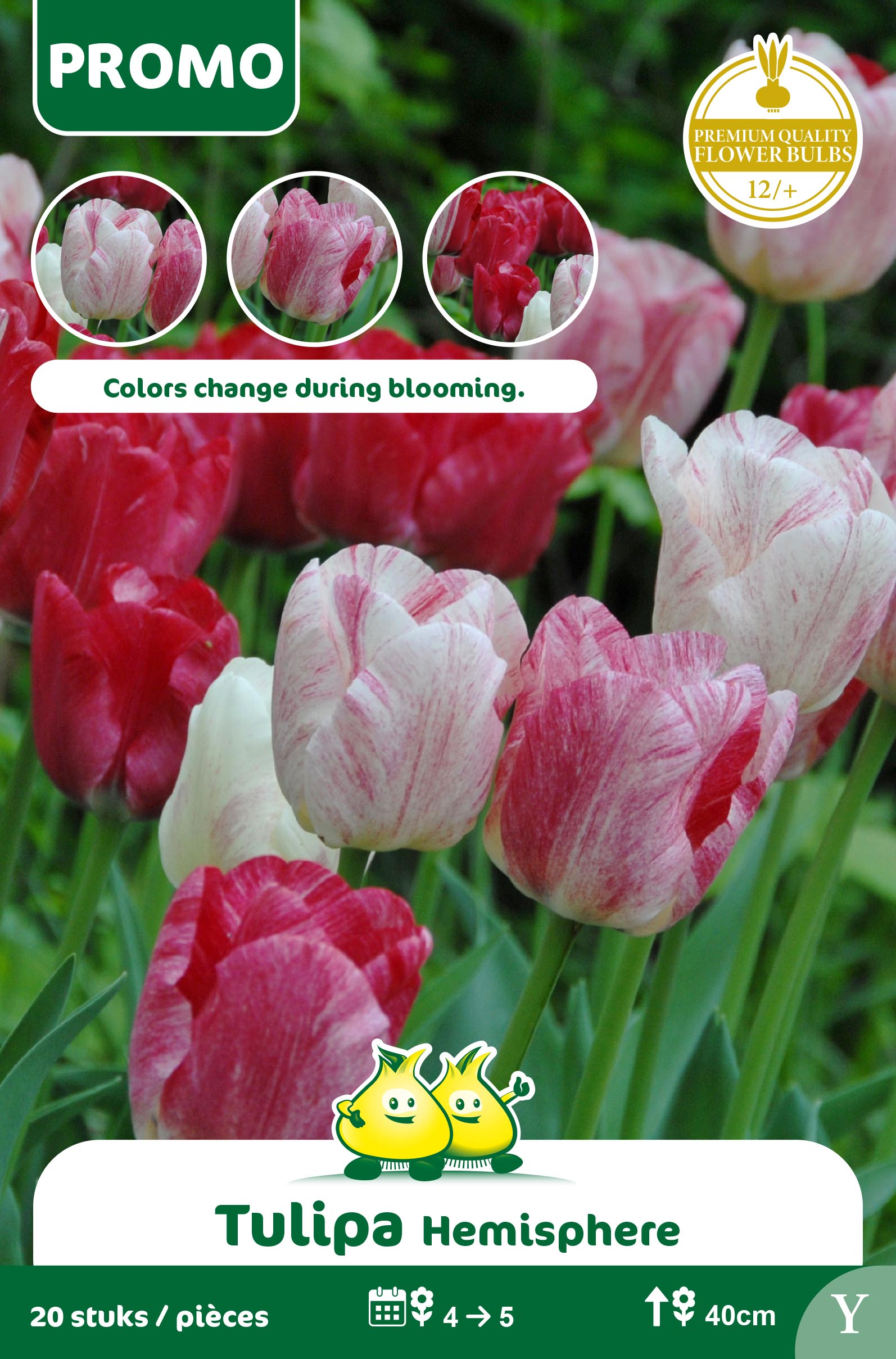 SACHET TULIPE 20 P. HEMISPHERE