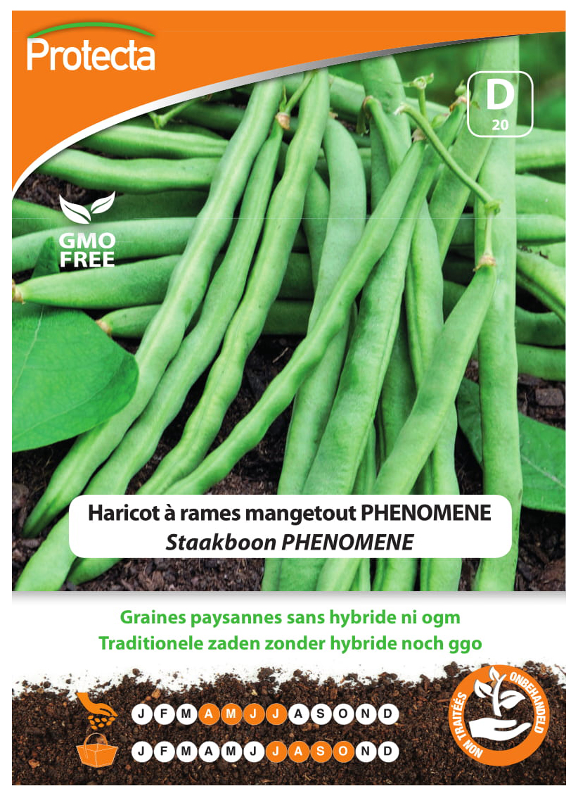 Haricot ? rames mangetout PHENOMENE