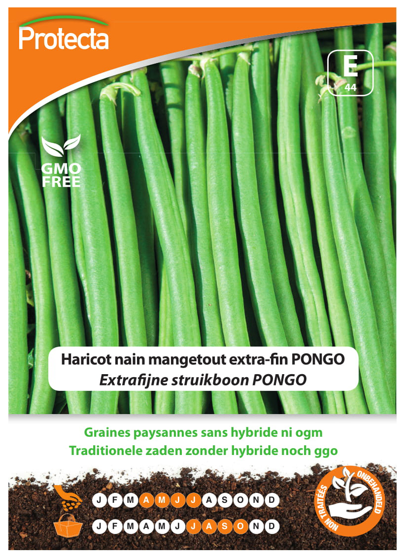 Haricot nain mangetout extra-fin PONGO PRO044