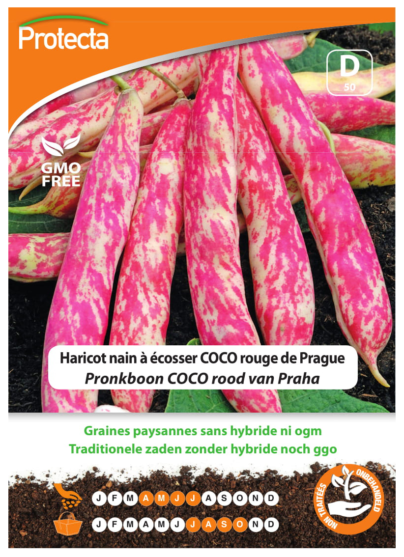 Haricot nain ? ?cosser COCO rouge de Prague