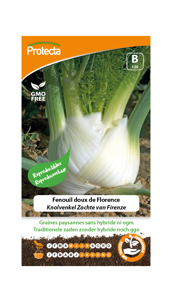 Fenouil doux de Florence