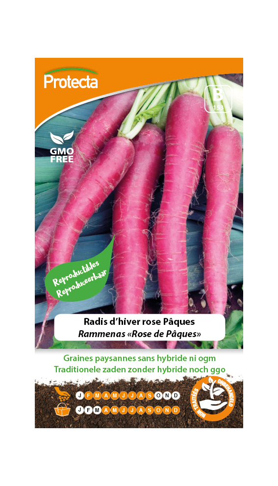 Radis d'hiver rose Pâques PRO153