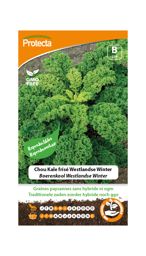 Chou Kale frisé Westlandse Winter