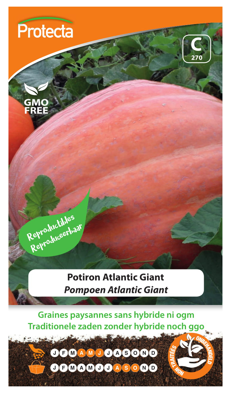 Pompoen Atlantic Giant PRO270