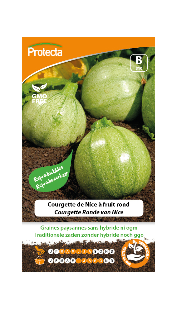 Courgette de Nice ? fruit rond