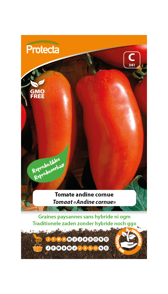 Tomate andine cornue