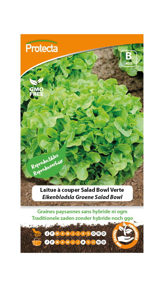 Laitue Ã  couper Salad Bowl Verte  PRO405