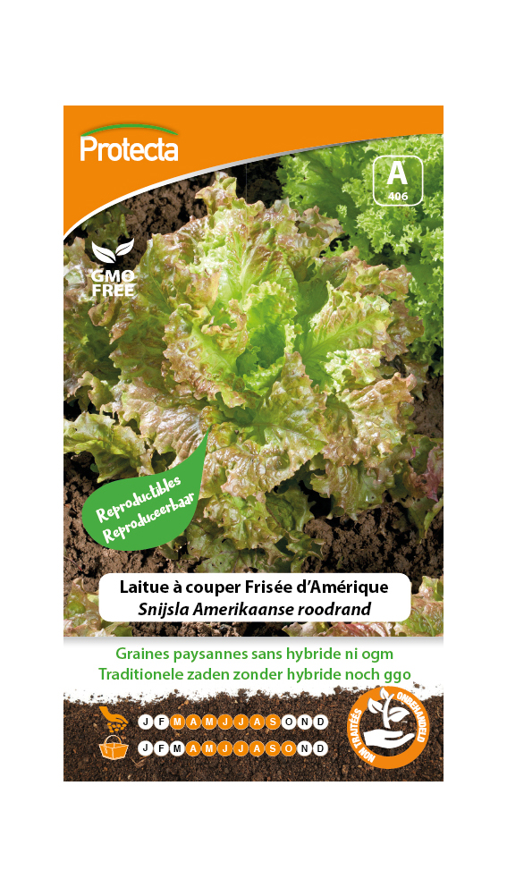 Laitue Ã  couper FrisÃ©e d'AmÃ©rique PRO406