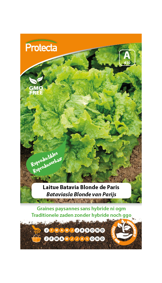 Laitue Batavia Blonde de Paris