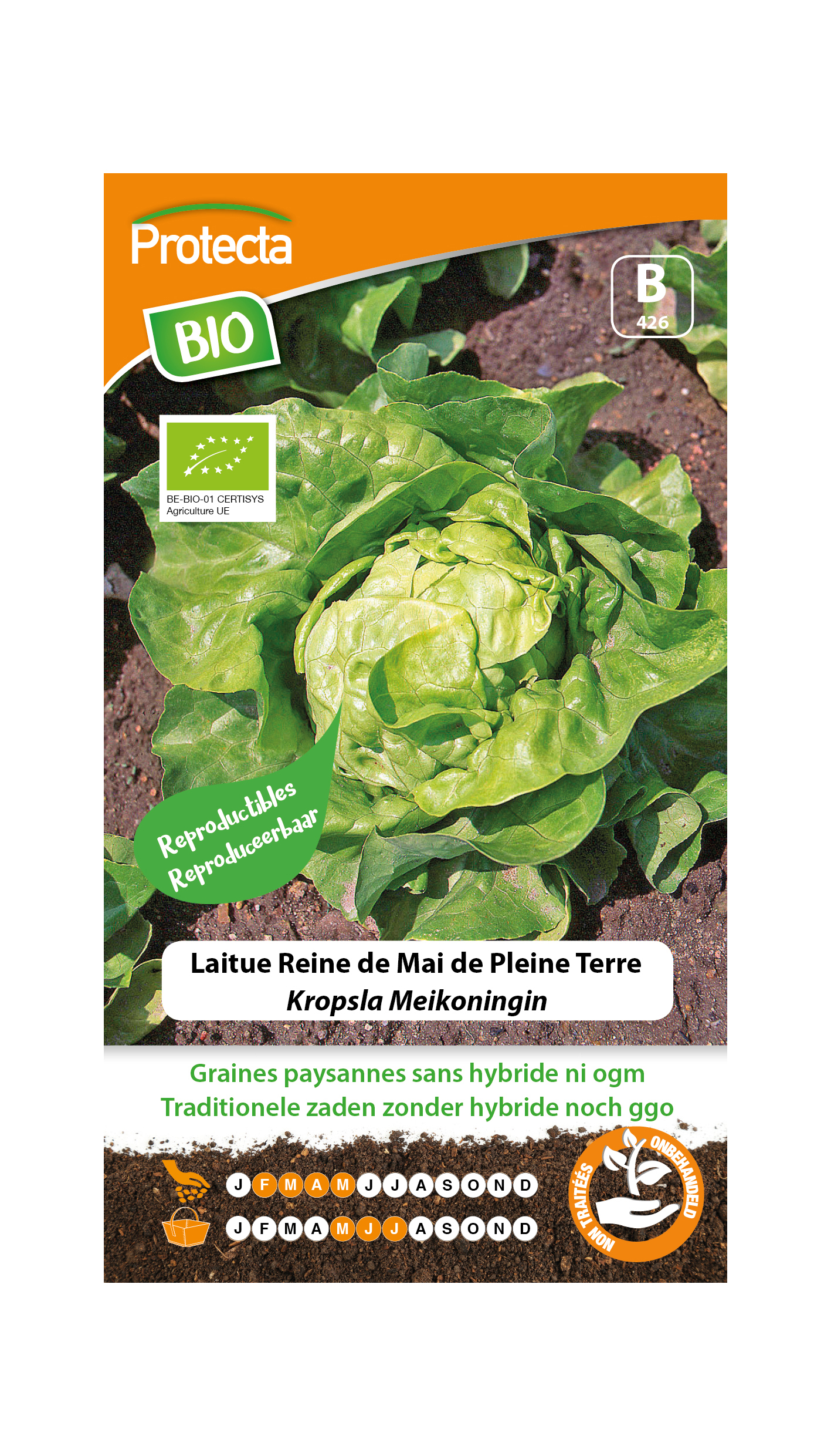 BIO Laitue Reine de Mai de Pleine Terre