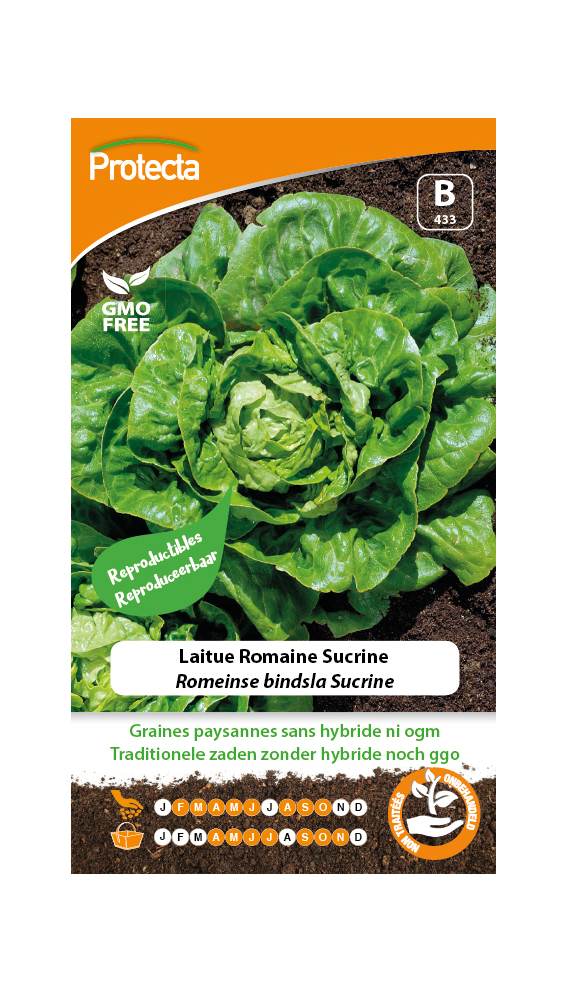 Laitue Romaine Sucrine