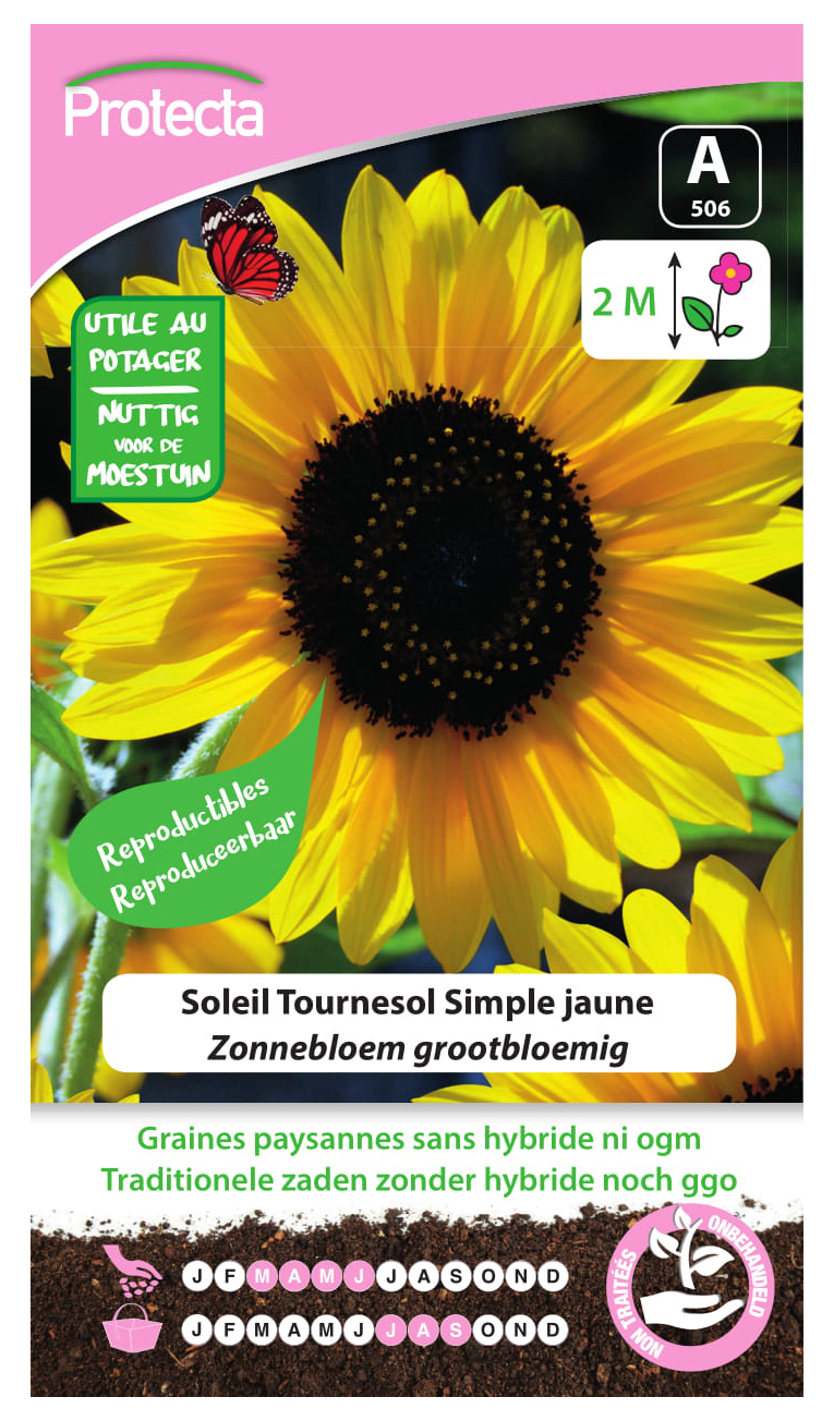 Zonnebloem grootbloemig PRO506