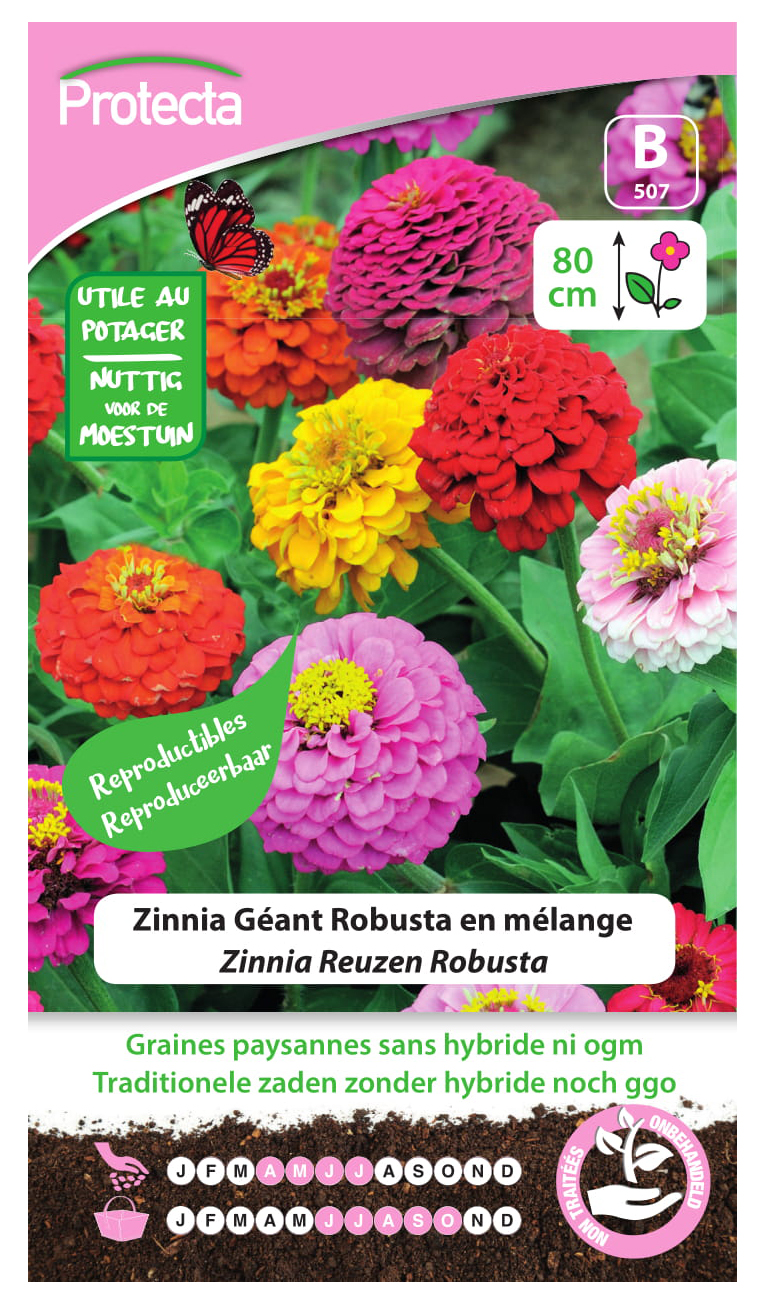 Zinnia Reuzen Robusta PRO507