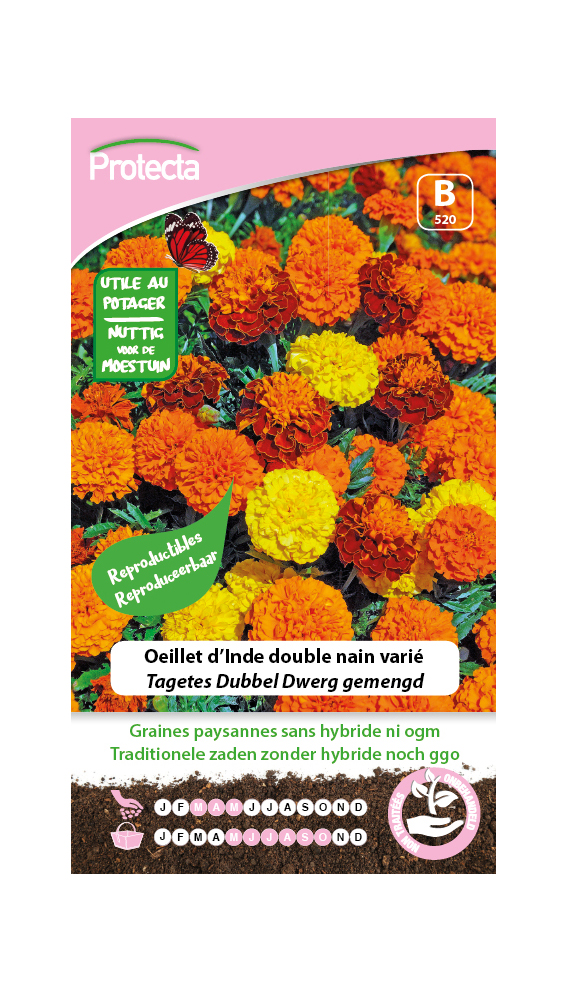 Oeillet d'Inde double nain varié PRO520