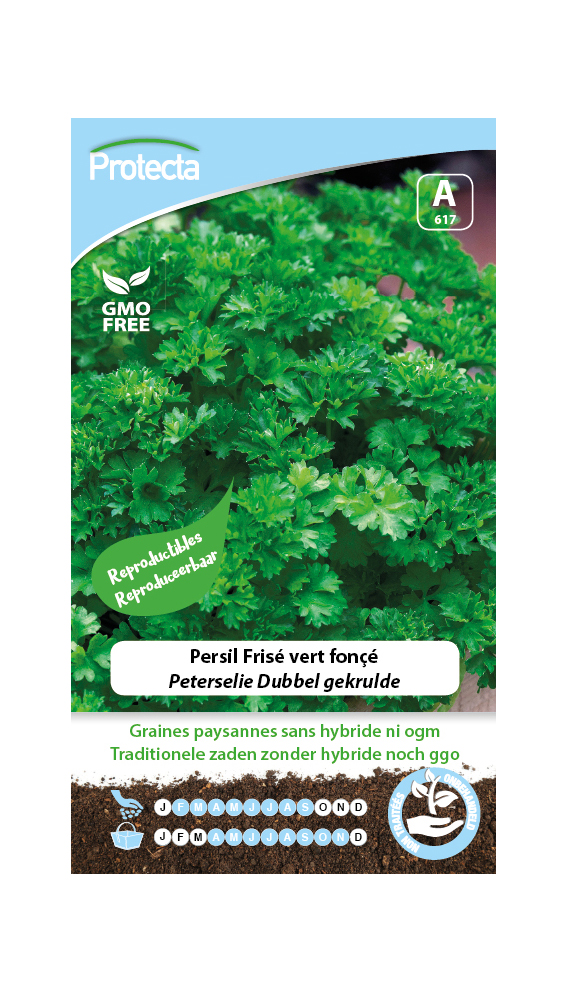 Persil FrisÃ© vert fonÃ§Ã©PRO617