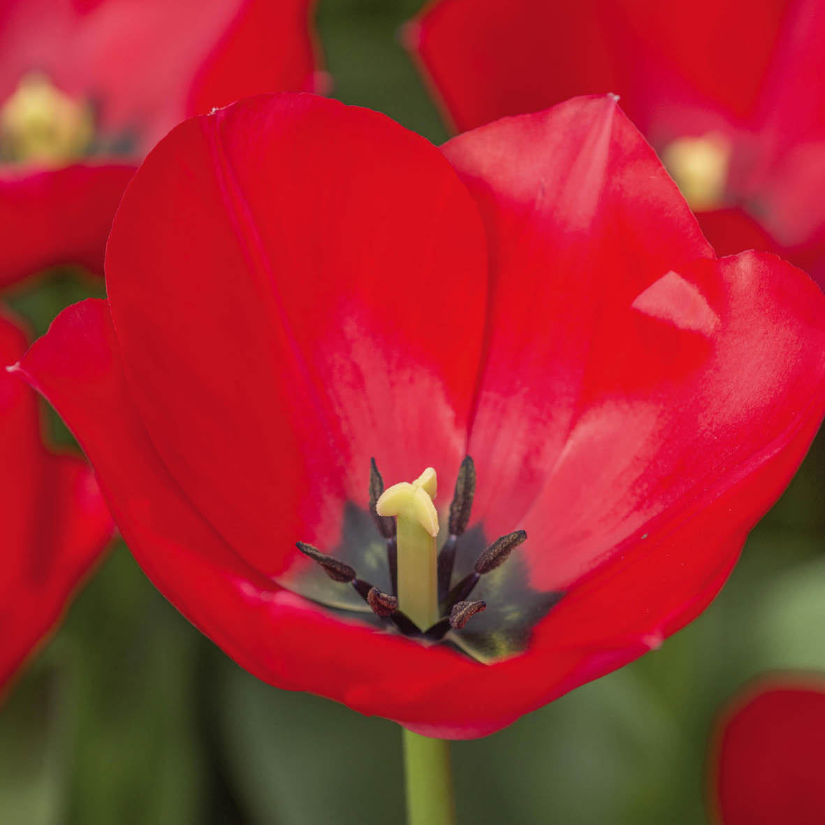 Tulpen Spryng tide