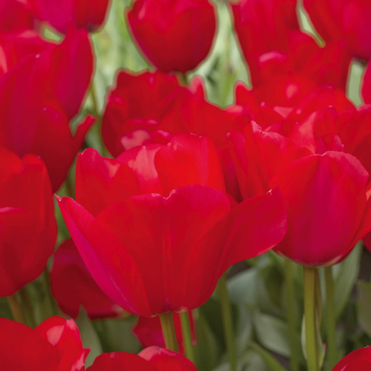 Tulpen Spryng tide