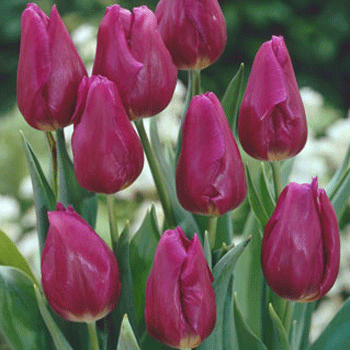 Tulpen Passionale
