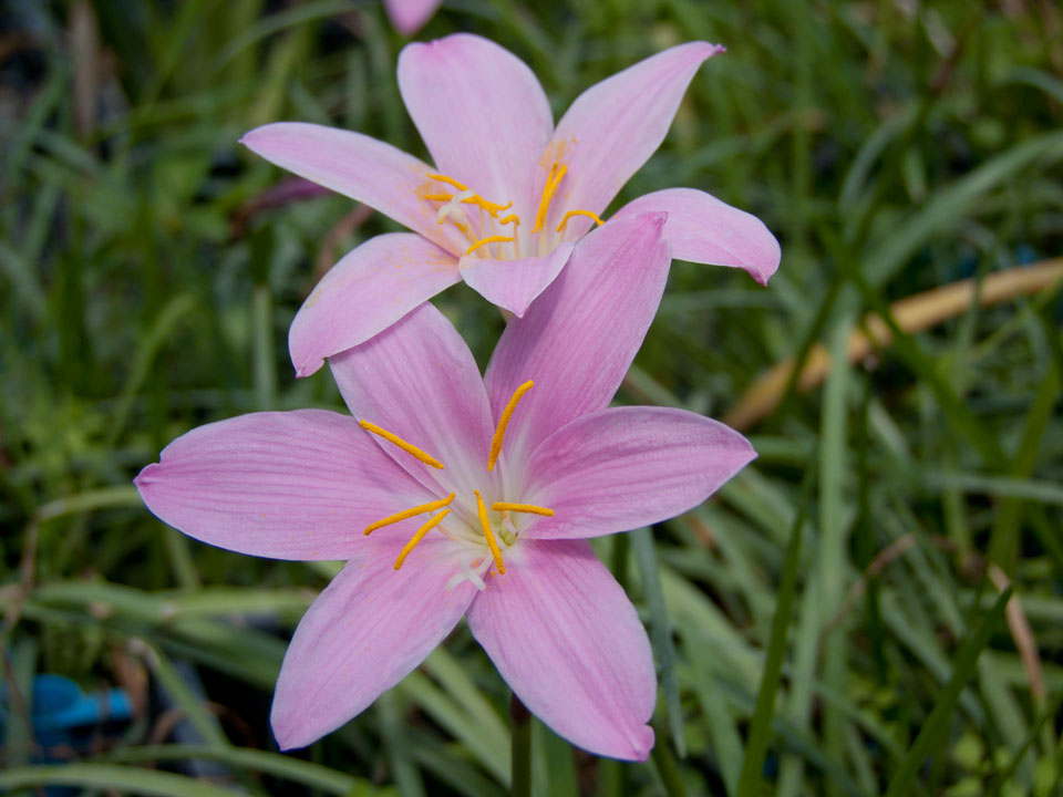 Zephyranthes