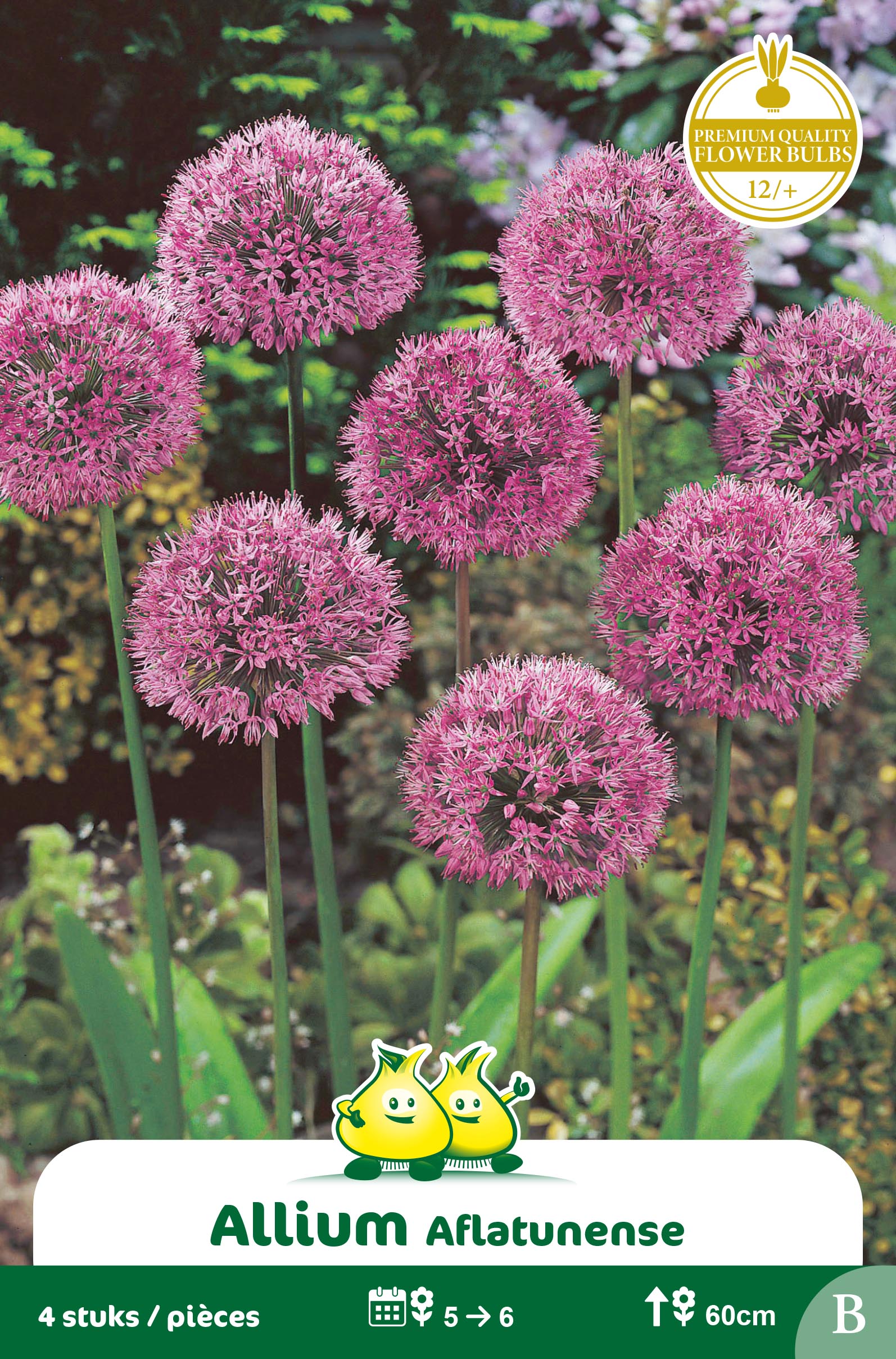 ZAKJES ALLIUM AFLATUNENSE B
