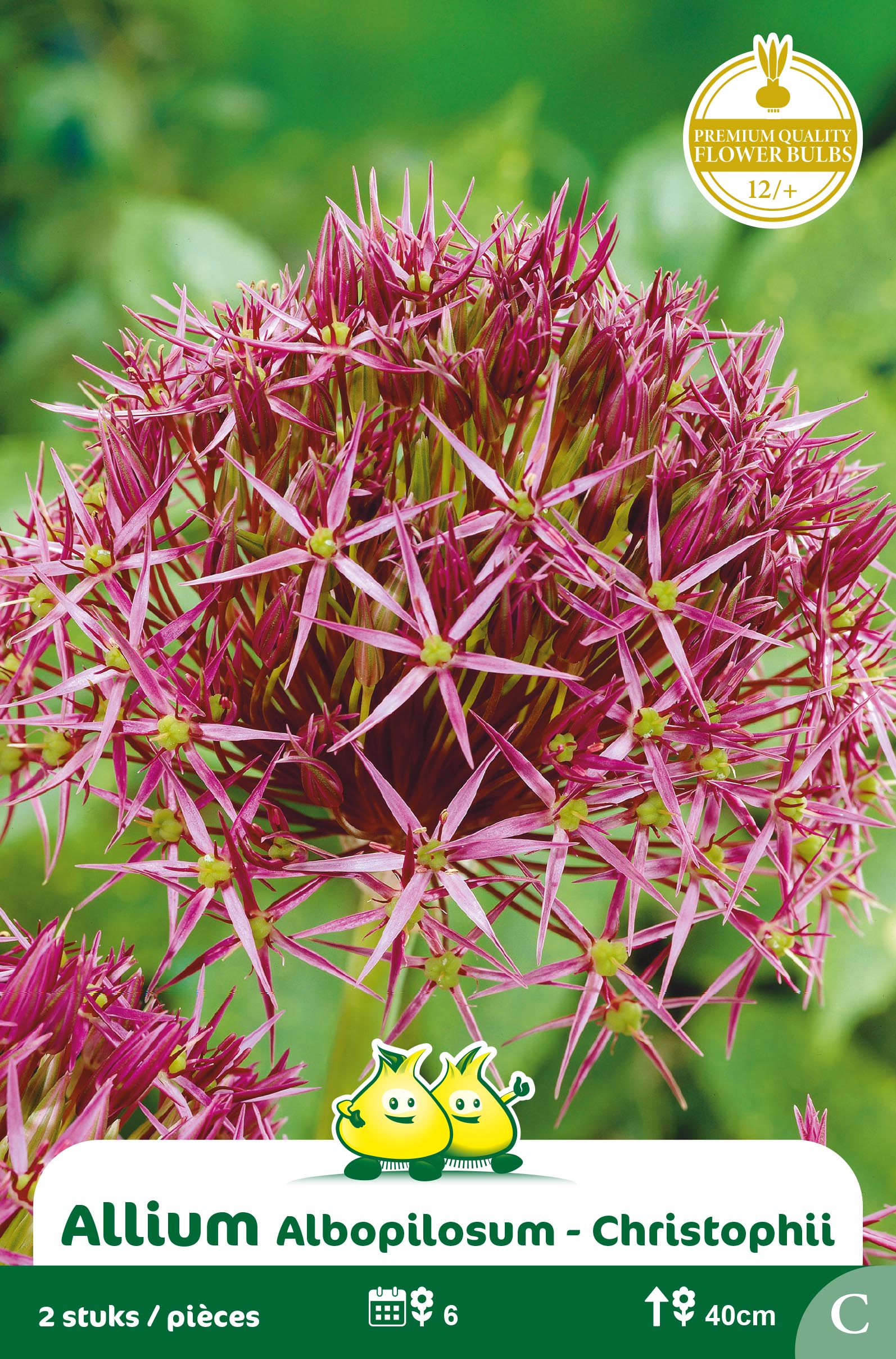 ZAKJES ALLIUM ALBOPILOSUM - CHRISTOFFII C