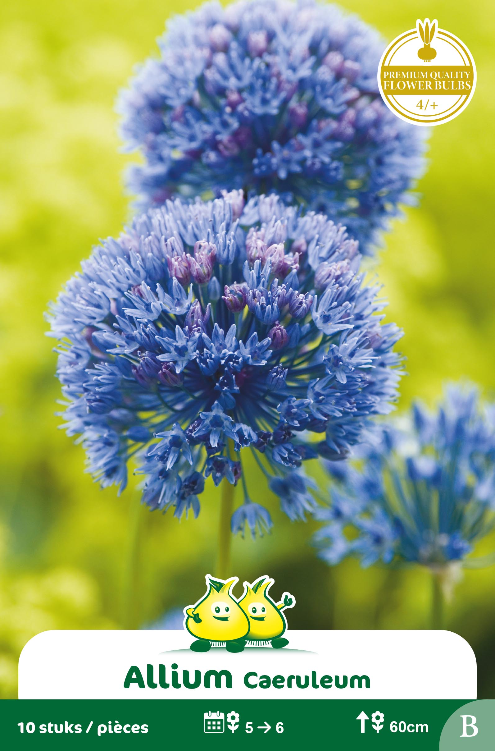 ZAKJES ALLIUM CAERULEUM B