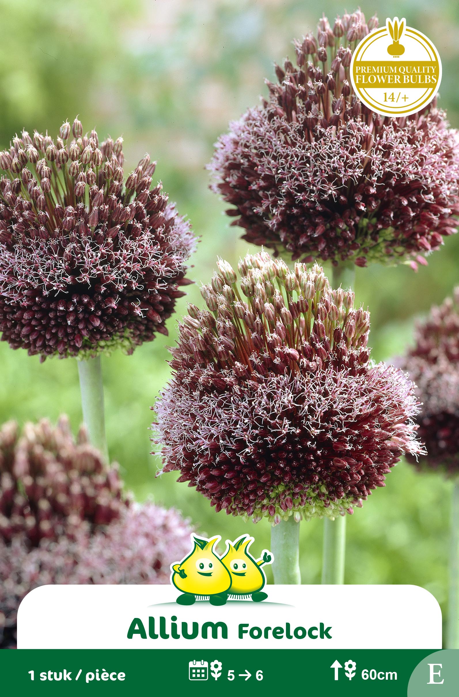ZAKJES ALLIUM FORELOCK