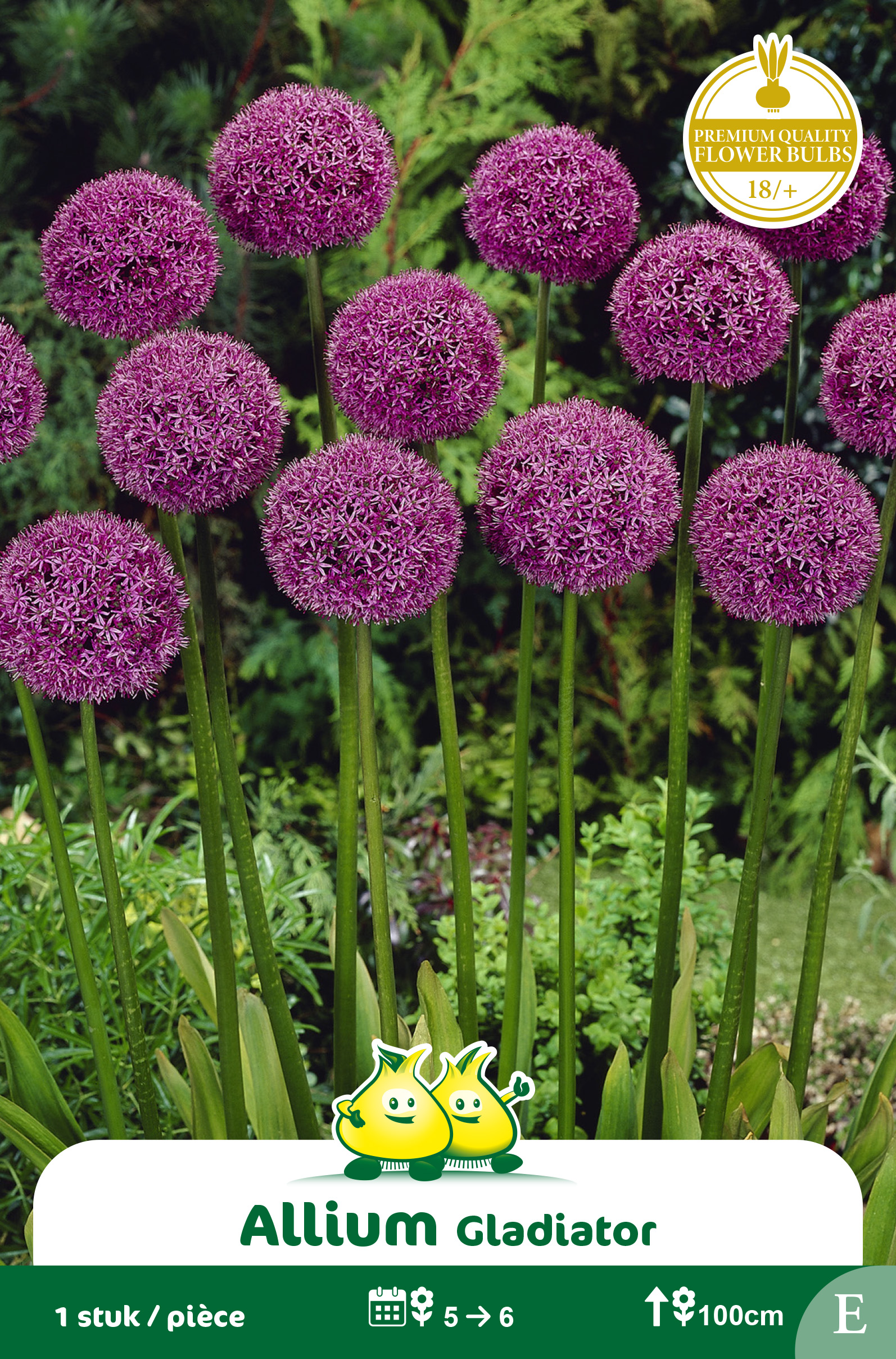ZAKJES ALLIUM GLADIATOR