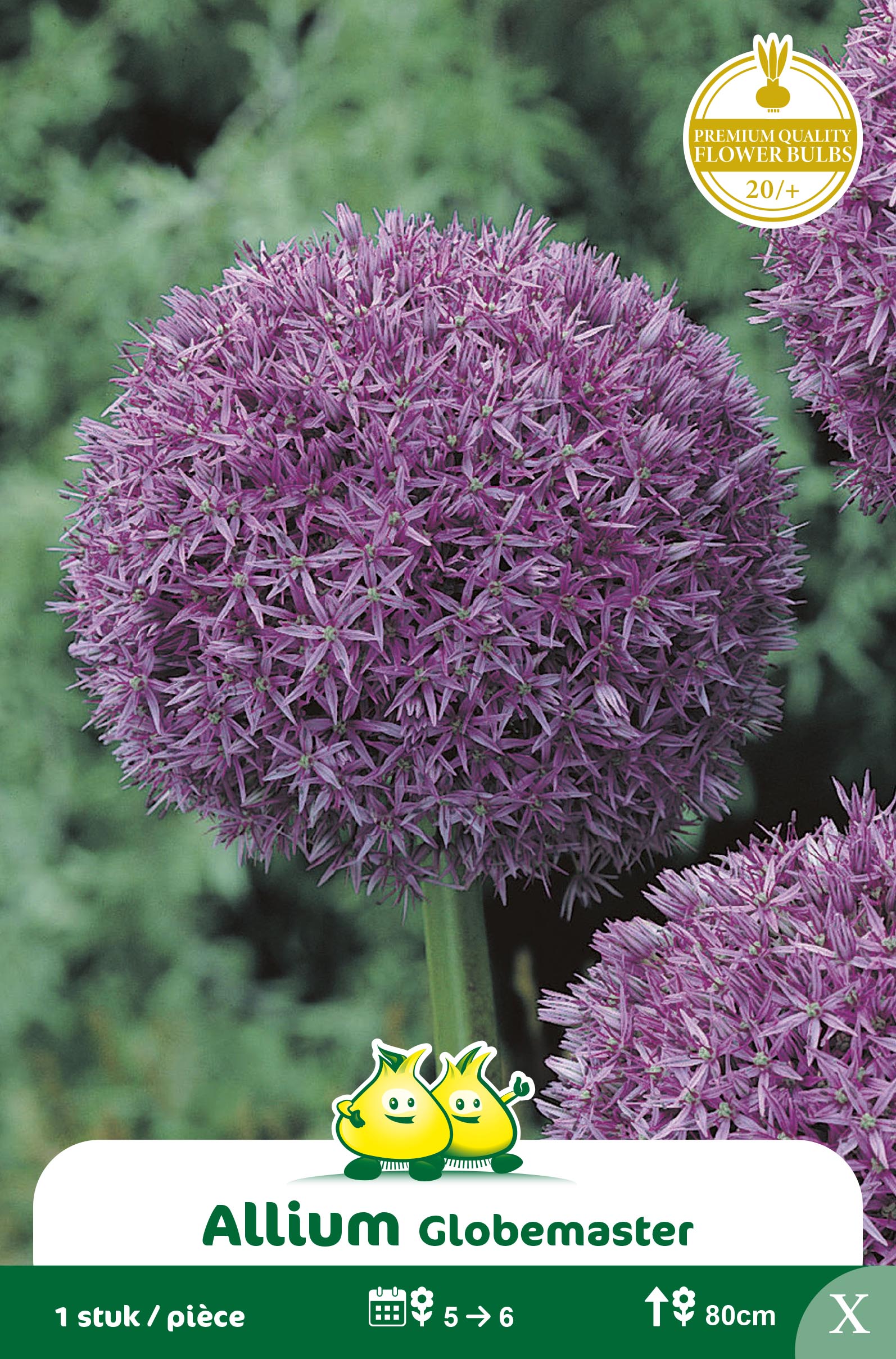 ZAKJES ALLIUM GLOBEMASTER X