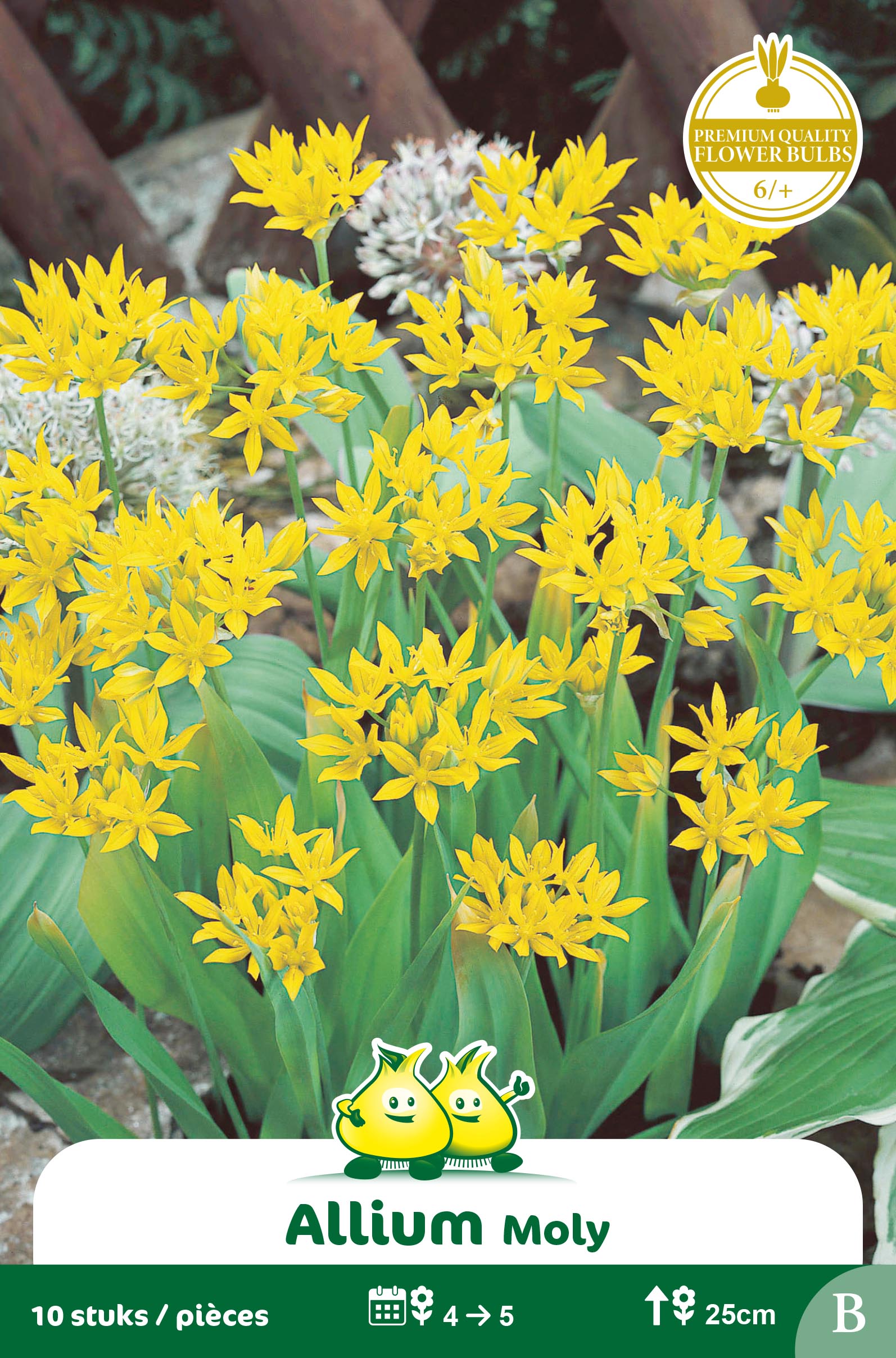 ZAKJES ALLIUM MOLY B