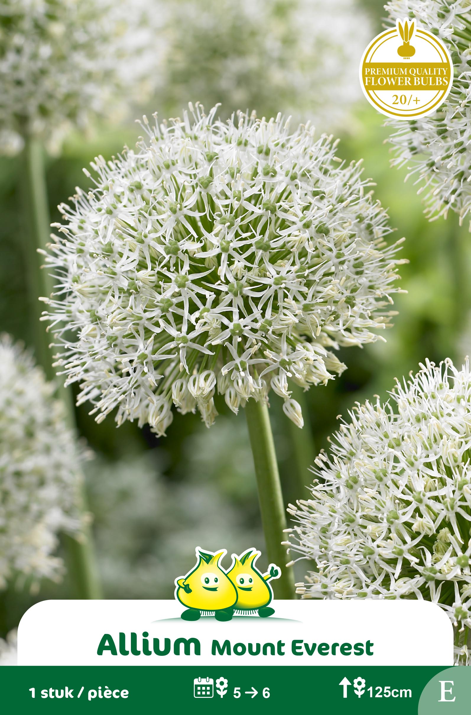 ZAKJES ALLIUM MOUNT EVEREST E