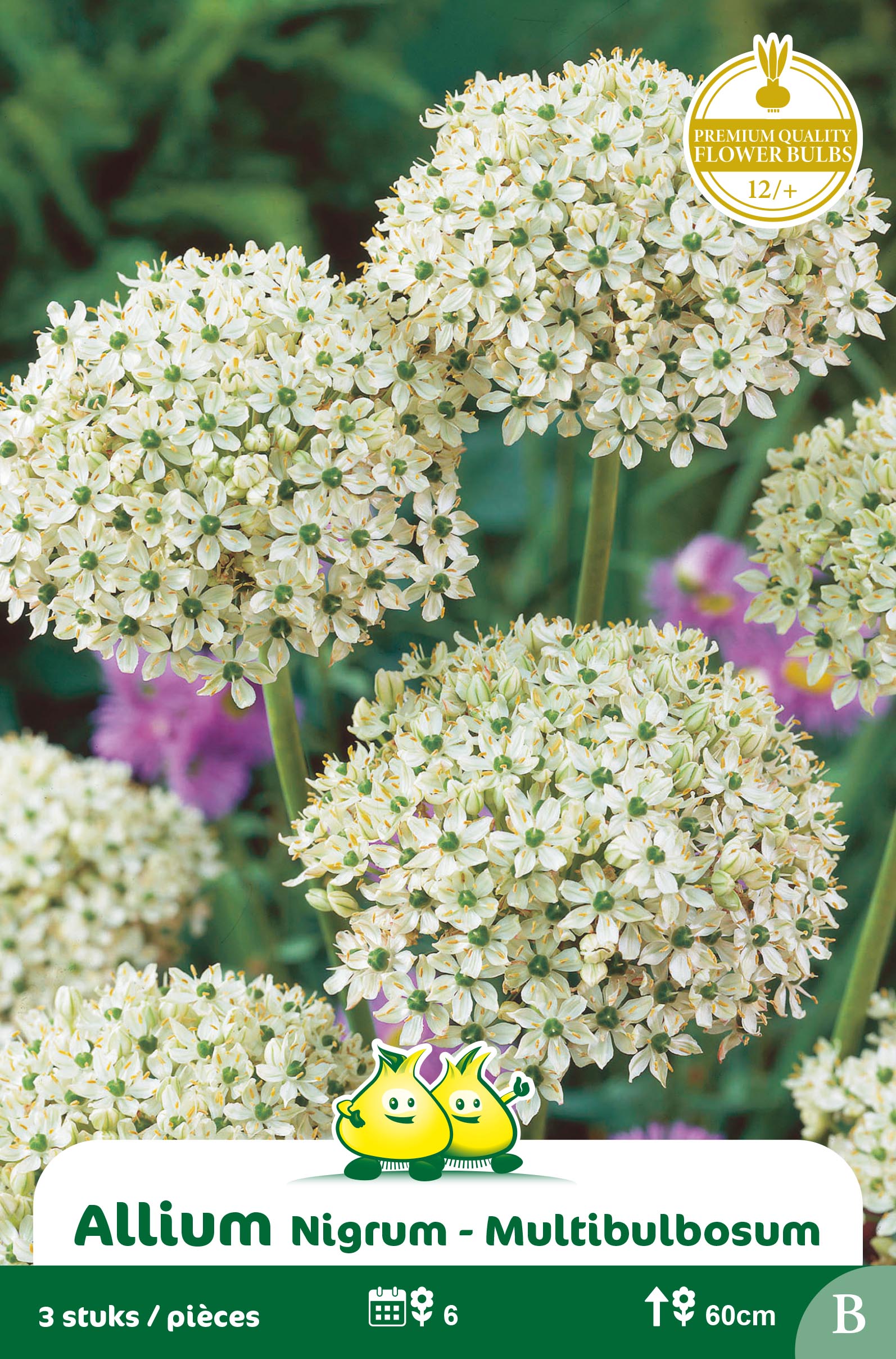 ZAKJES ALLIUM MULTIBULBOSUM B