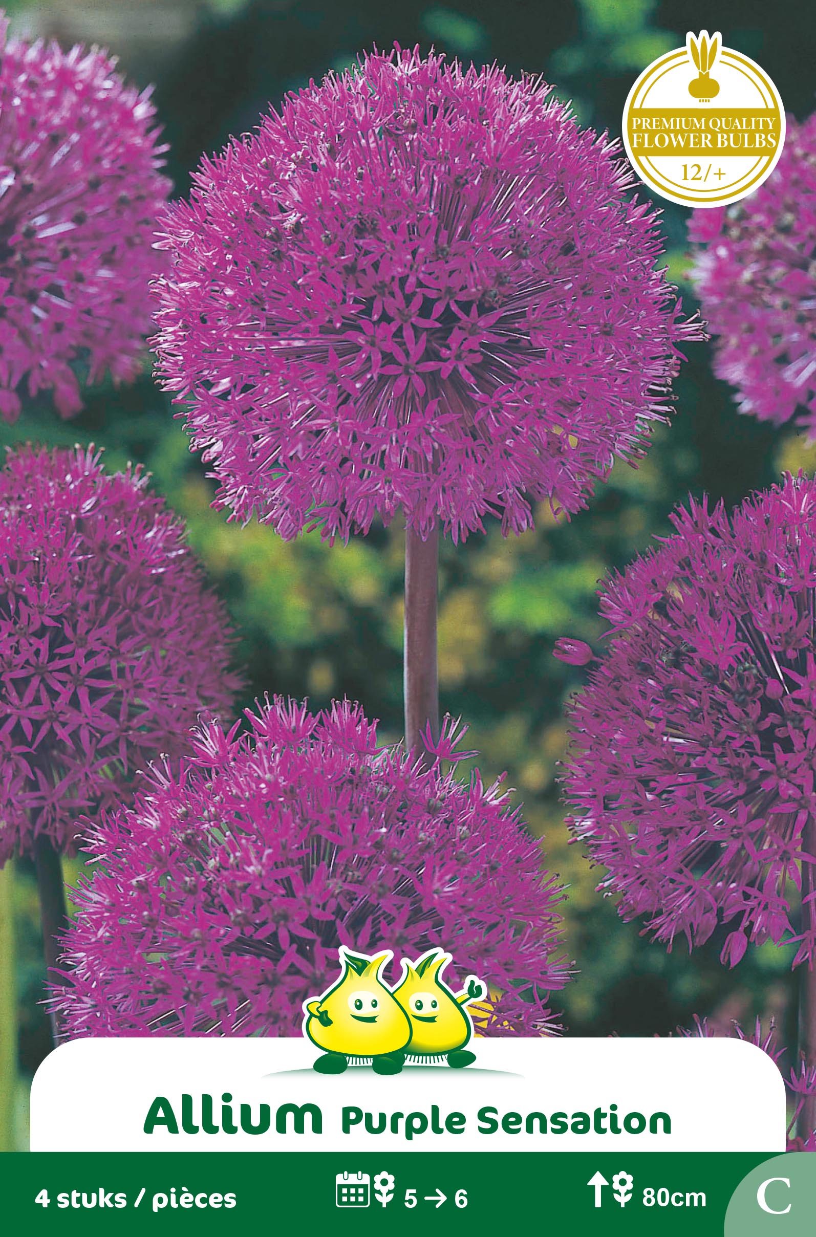 ZAKJES ALLIUM PURPLE SENSATION C