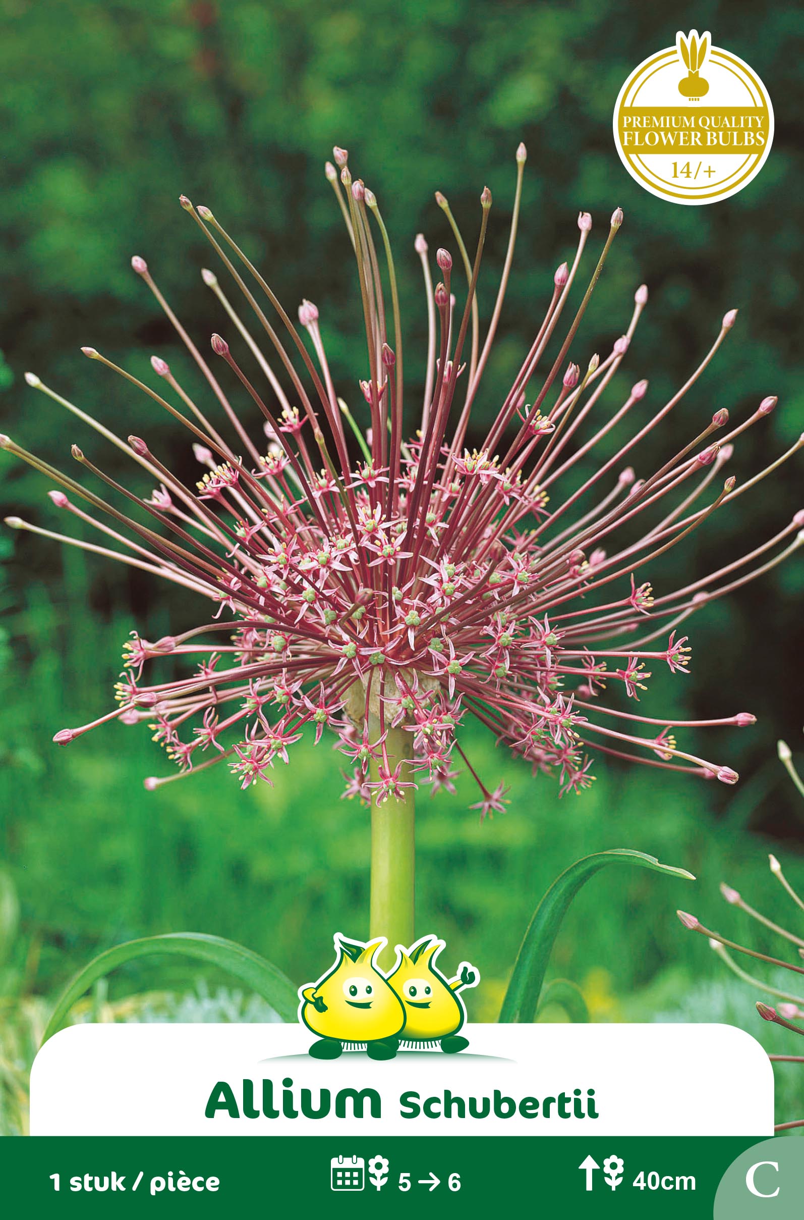 ZAKJES ALLIUM SCHUBERTII C