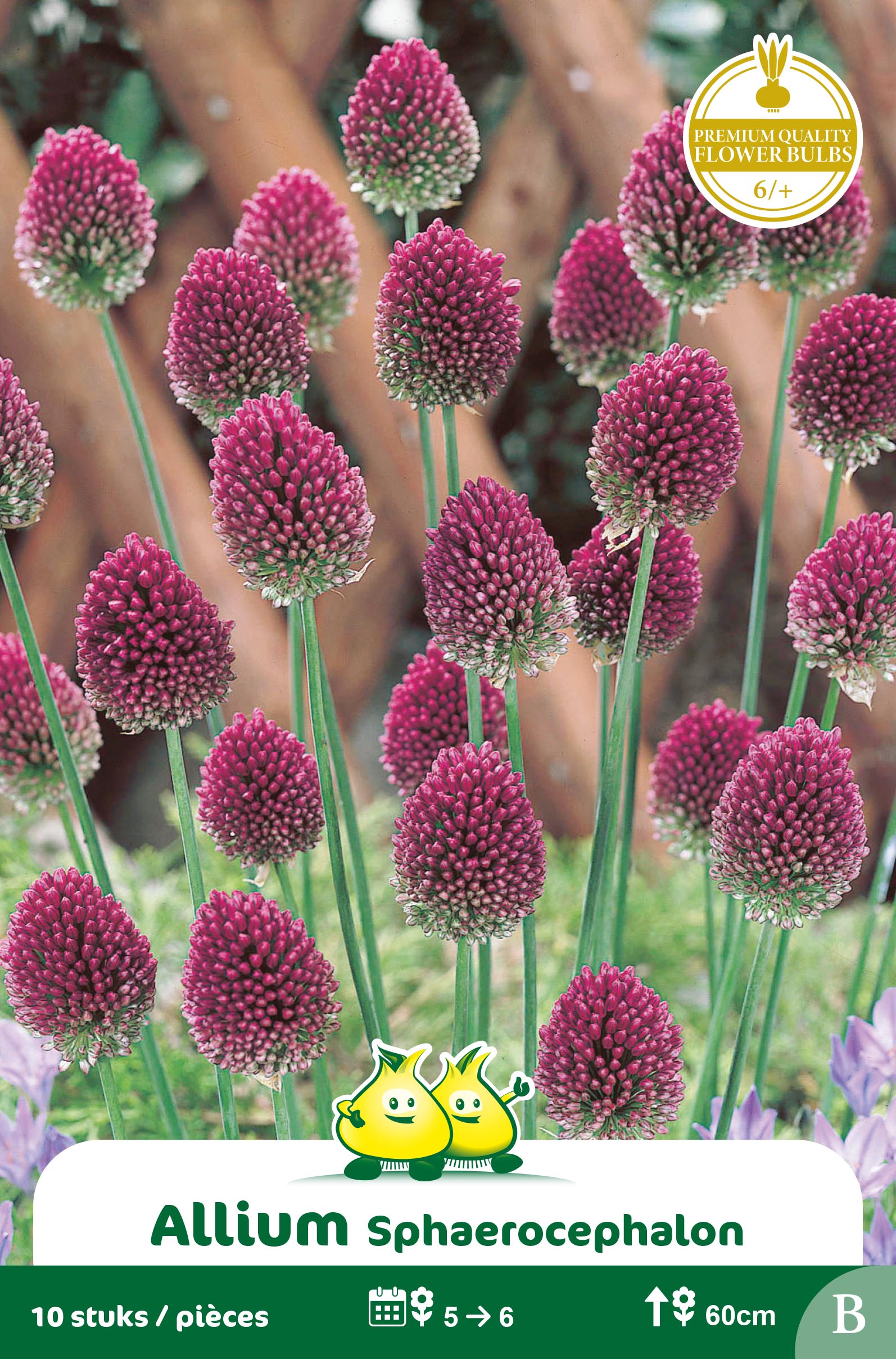 ZAKJES ALLIUM SPHAEROCOPHALUM B