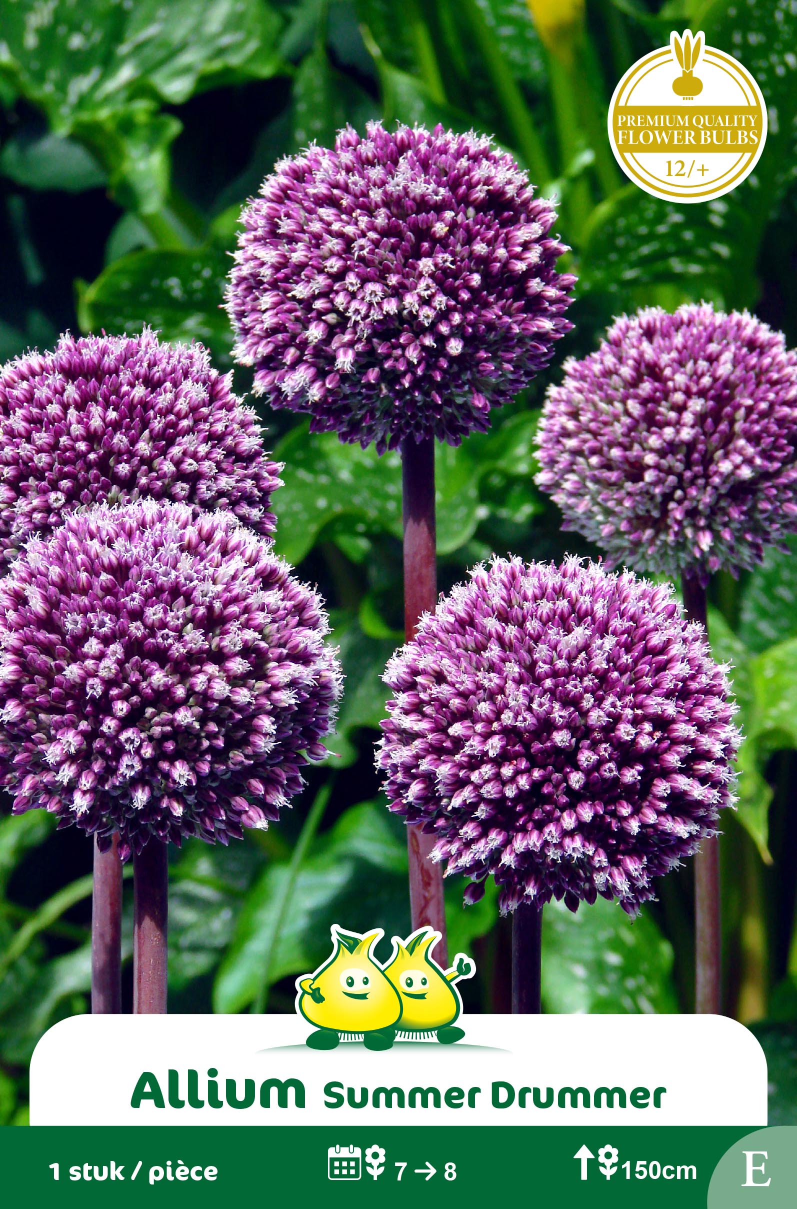 ZAKJES ALLIUM SUMMER DRUMMER F