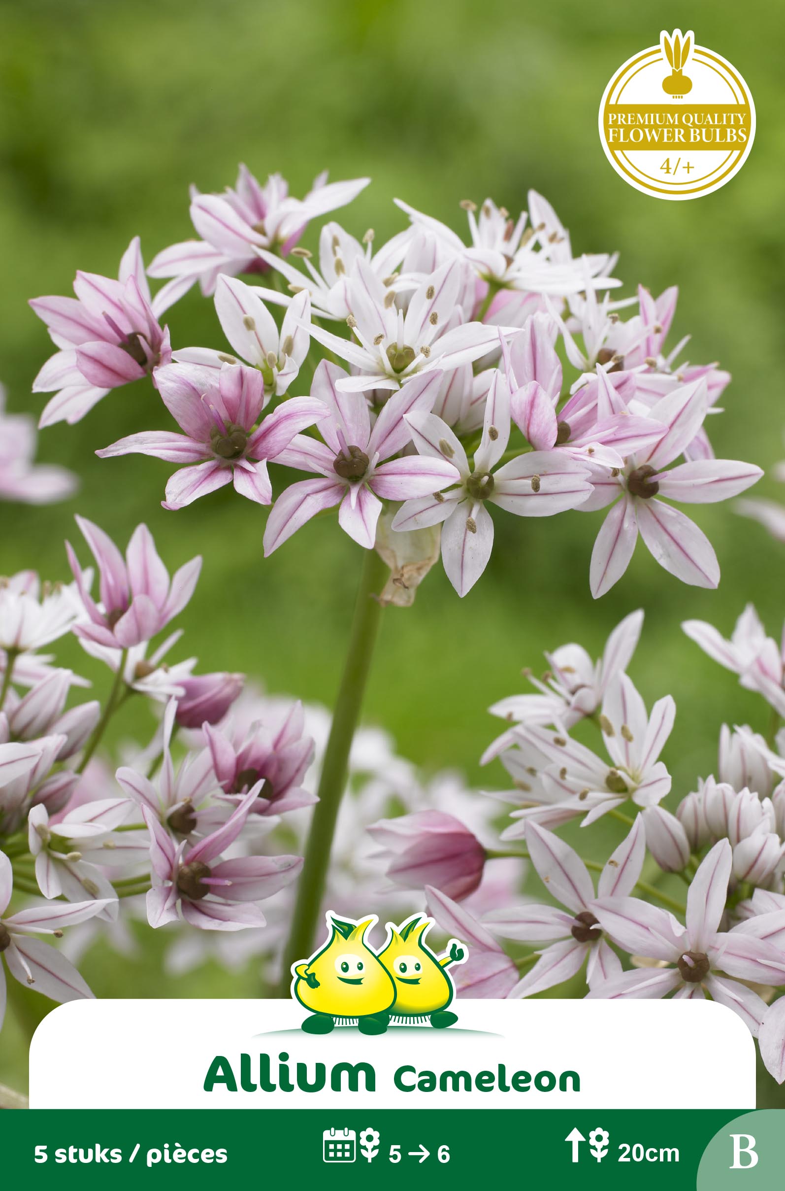 ZAKJES ALLIUM CAMELEON B