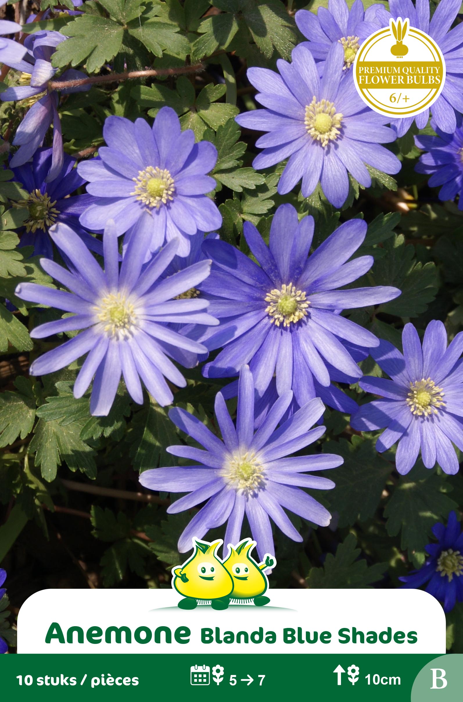 ZAKJES ANEMOON BLANDA BLEU B