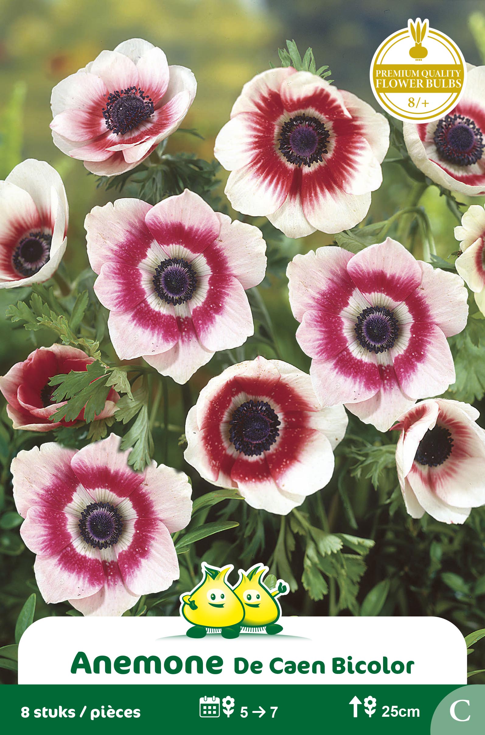 ZAKJES ANEMONE DE CAEN BICOLOR
