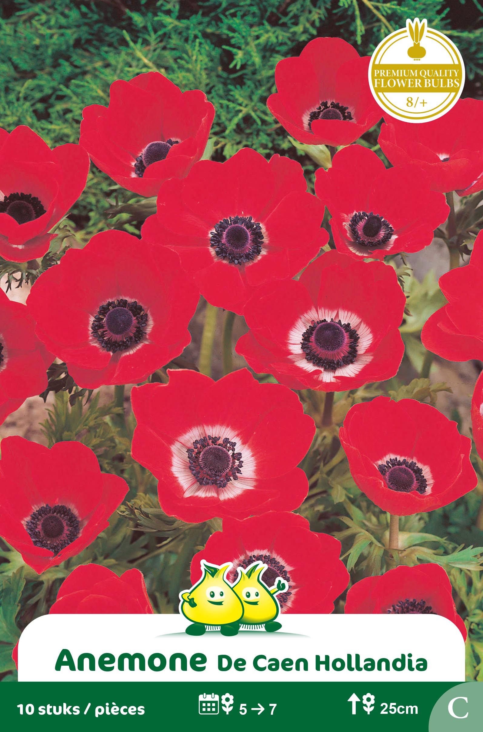 ZAKJES ANEMONE DE CAEN HOLLANDIA