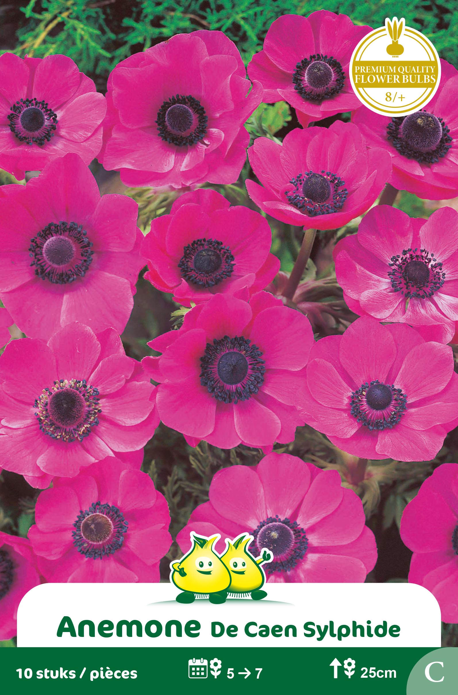 ZAKJES ANEMONE DE CAEN SYLPHIDE