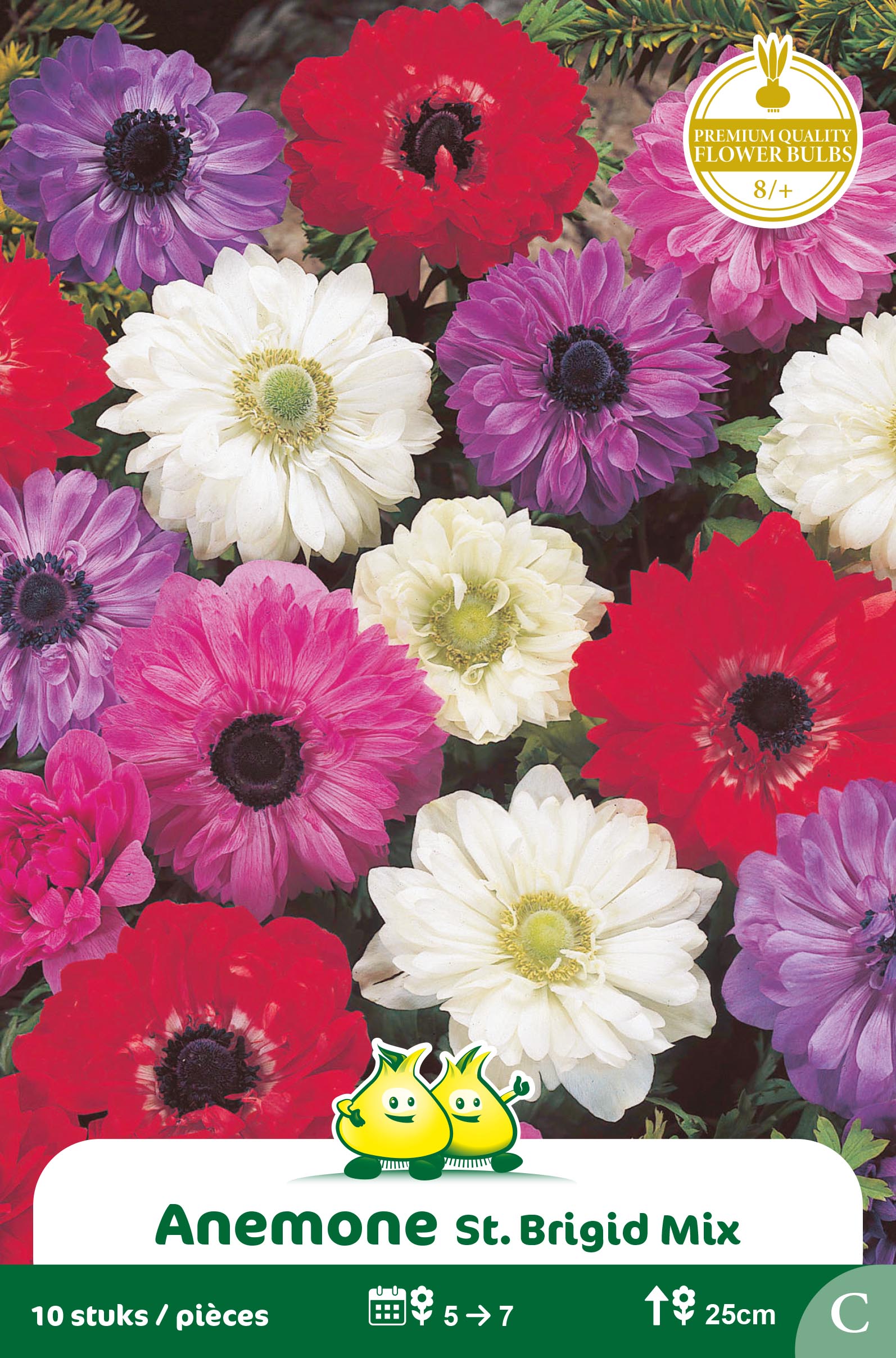 ZAKJES ANEMONE ST BRIGID MIX