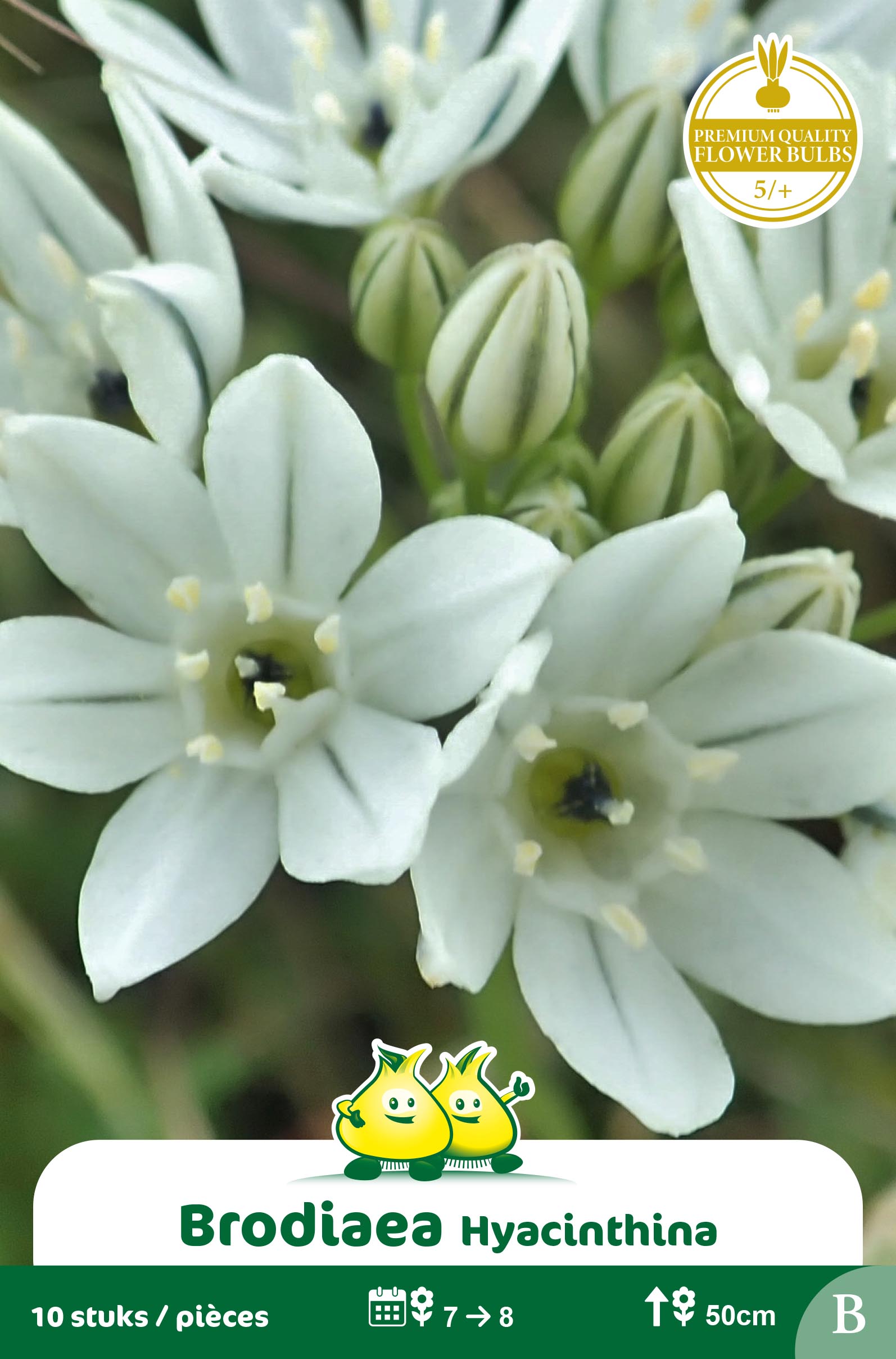 ZAKJES BRODIAEA HYACINTHINA