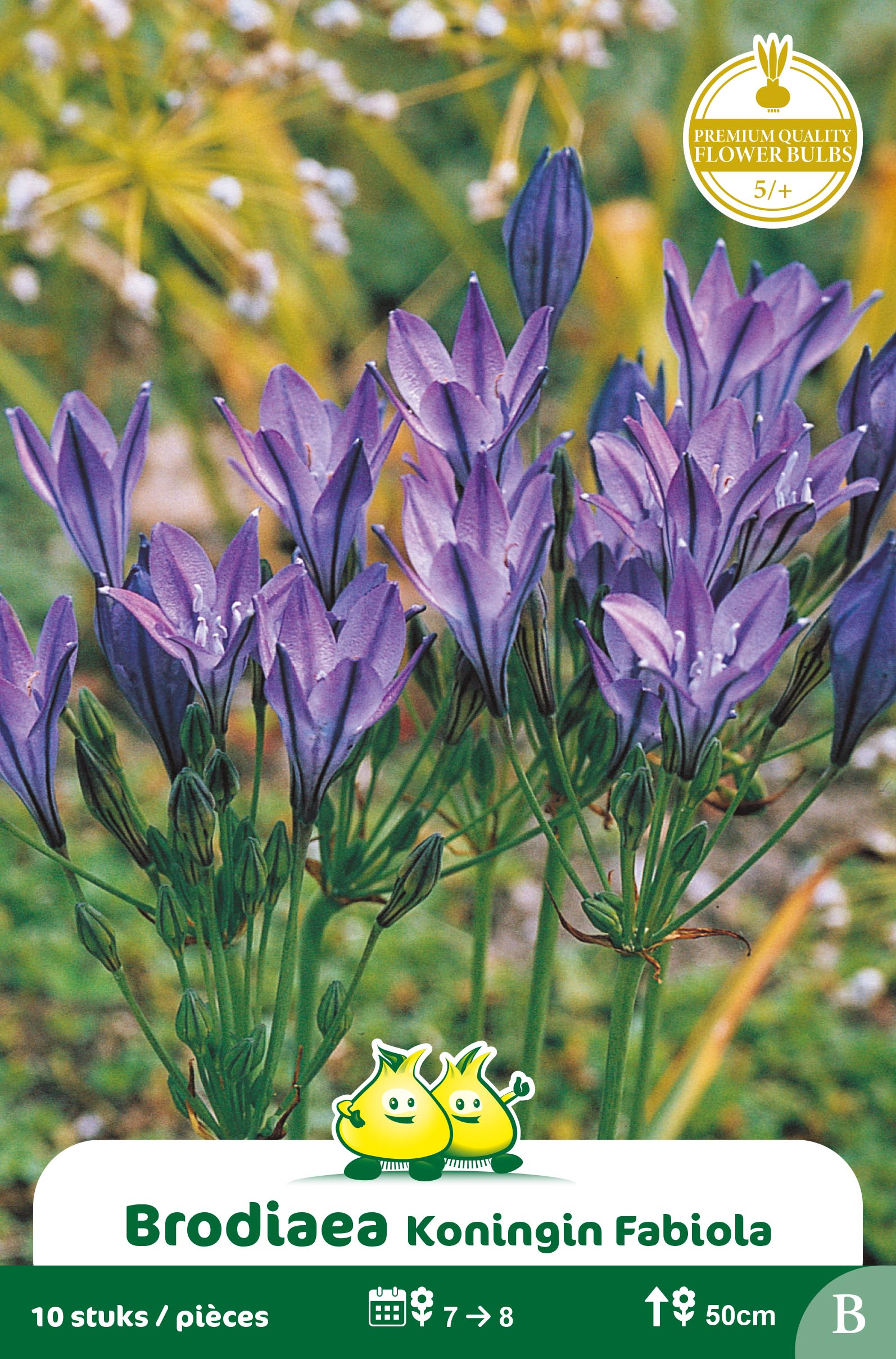 ZAKJES BRODIAEA KONINGIN FABIOLA