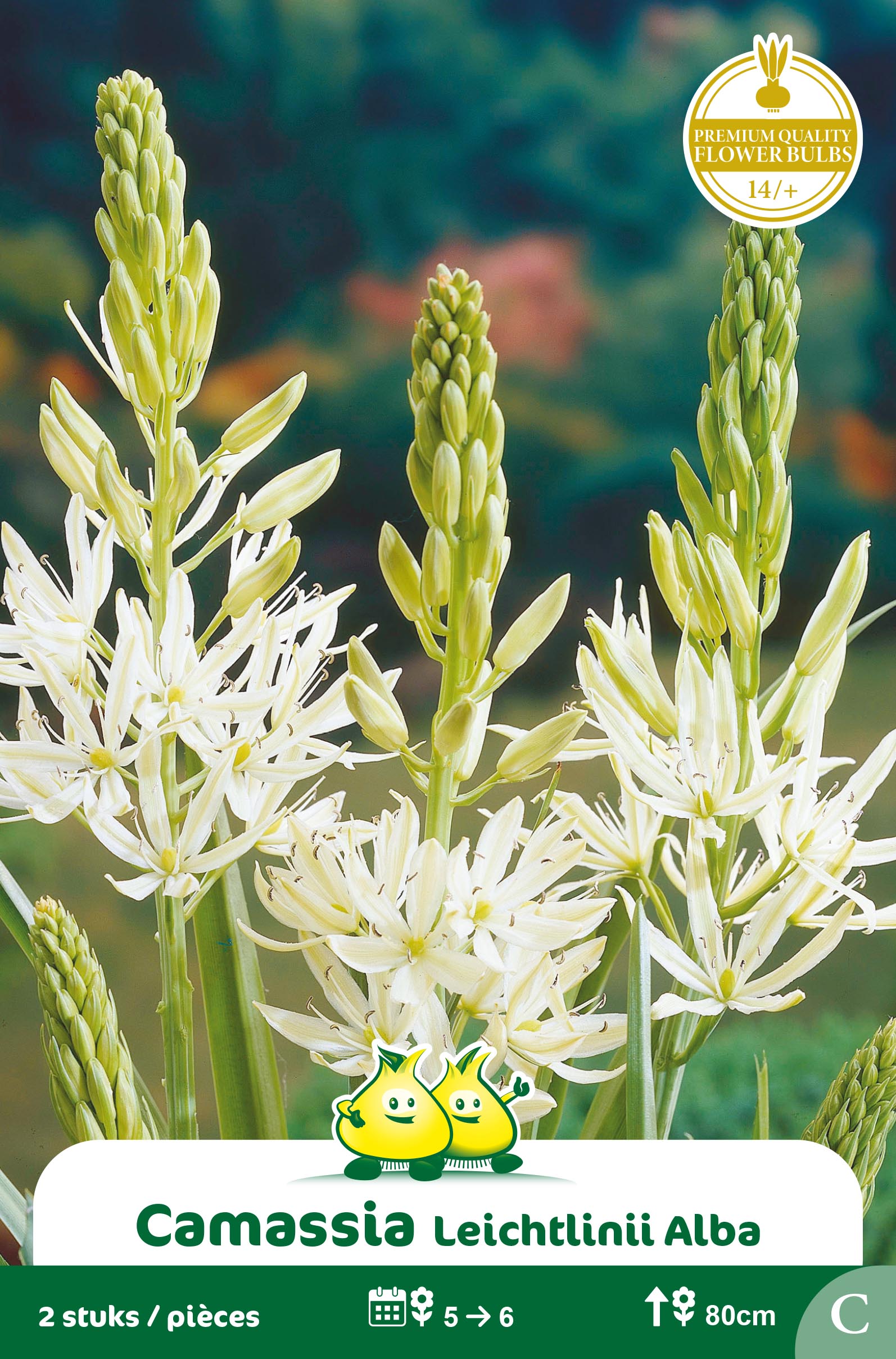 ZAKJES CAMASSIA LEICHTLINII ALBA c